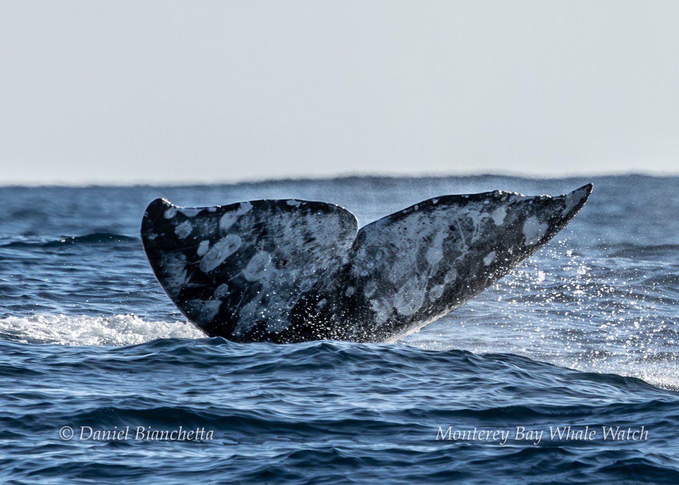 Whale tail emerging from ocean waves with splashes around it.