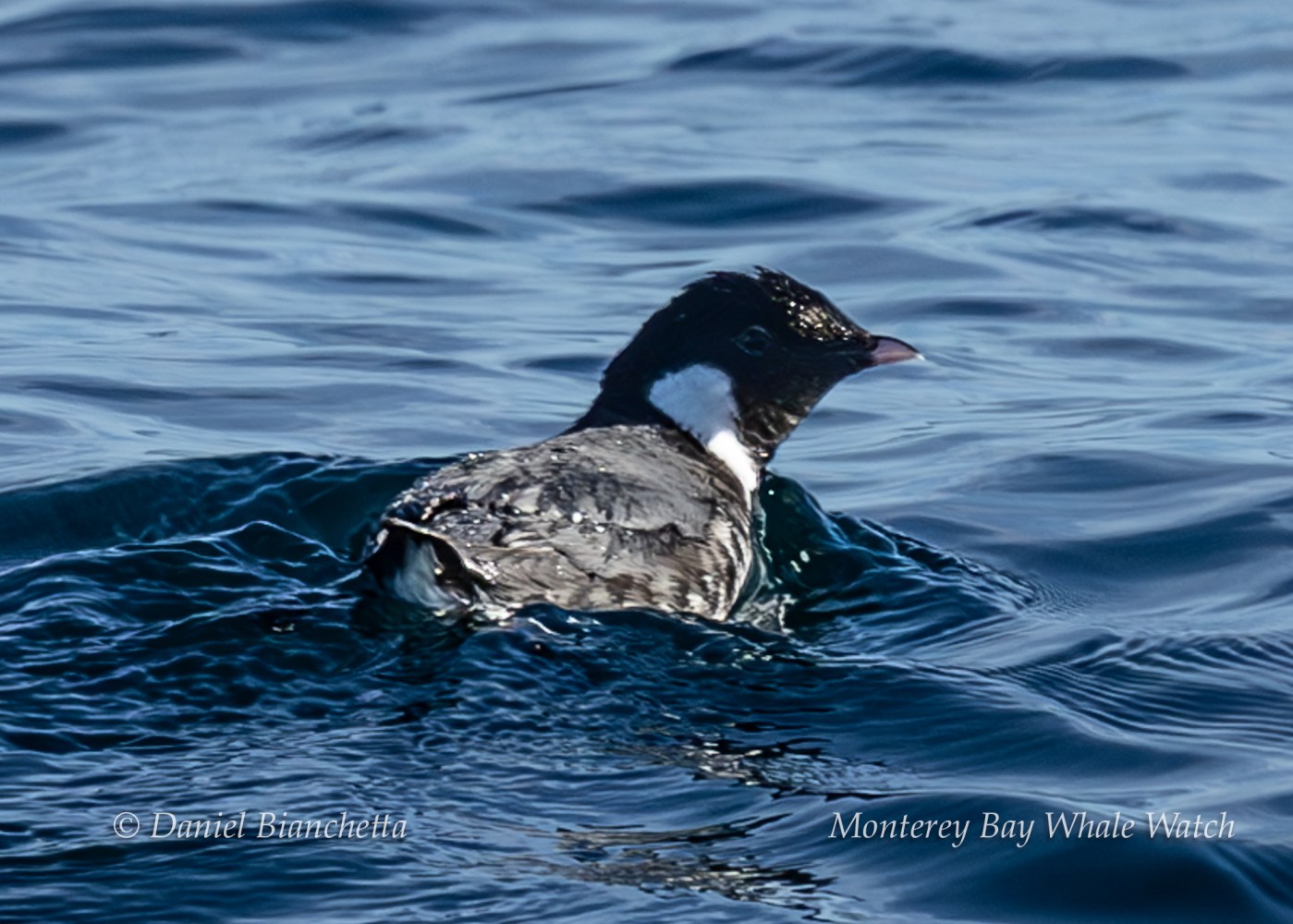 Black and white seabird swimming on the ocean surface with gentle waves.