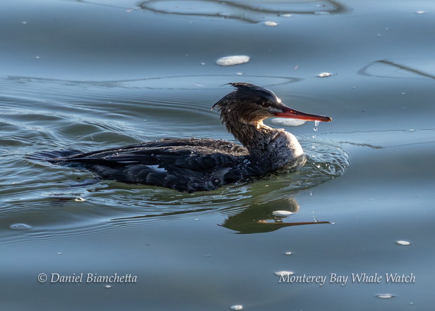 Duck with red bill swimming in calm water with droplets.