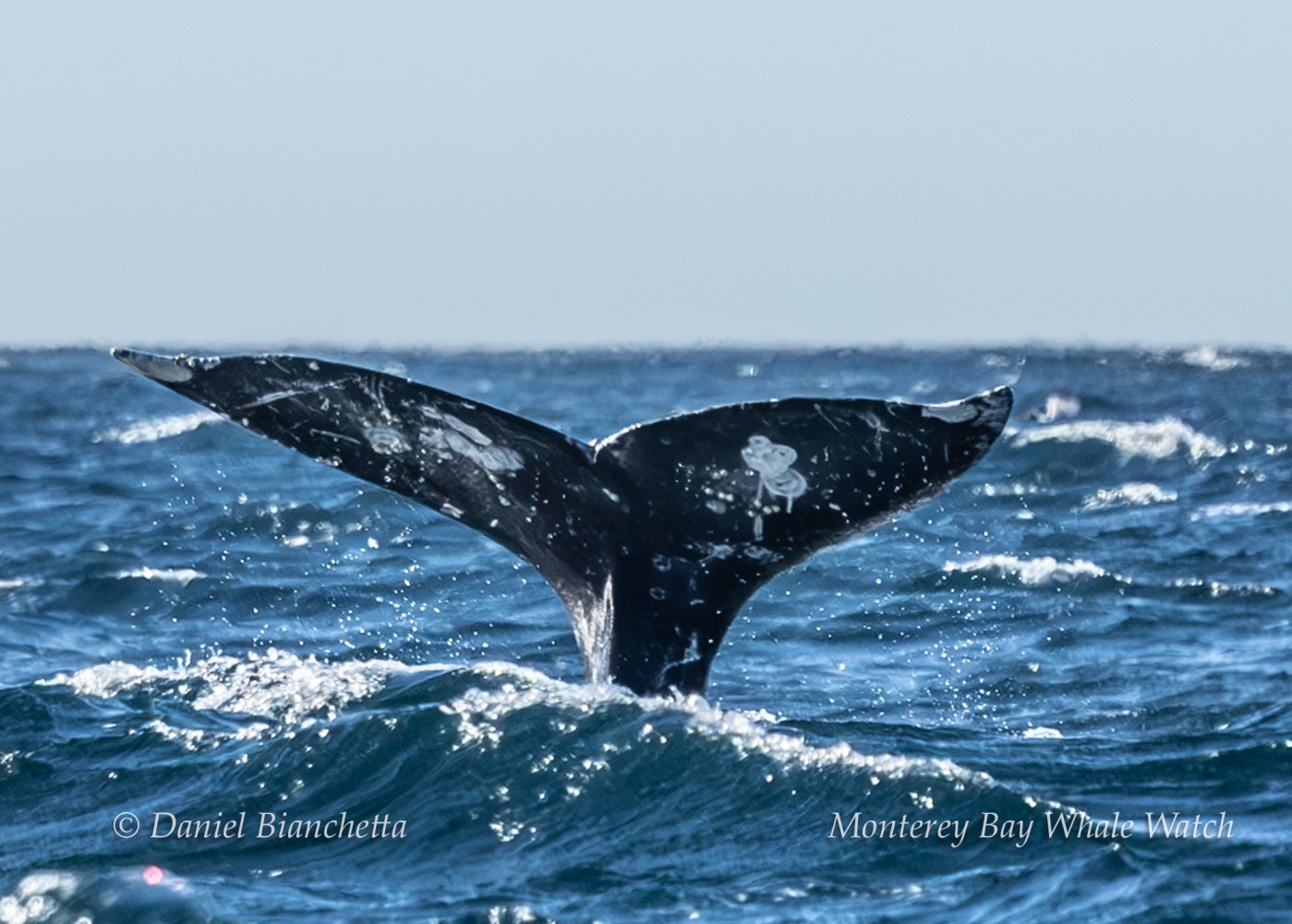 Close-up of a whale's tail above ocean waves with blue sky.