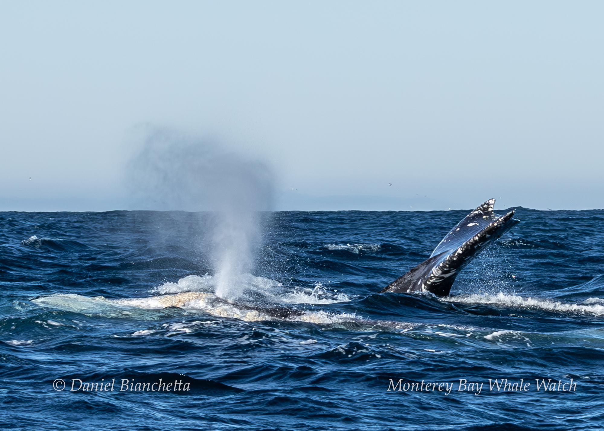 Latest Sightings Monterey Bay Whale Watch Marine Mammal List