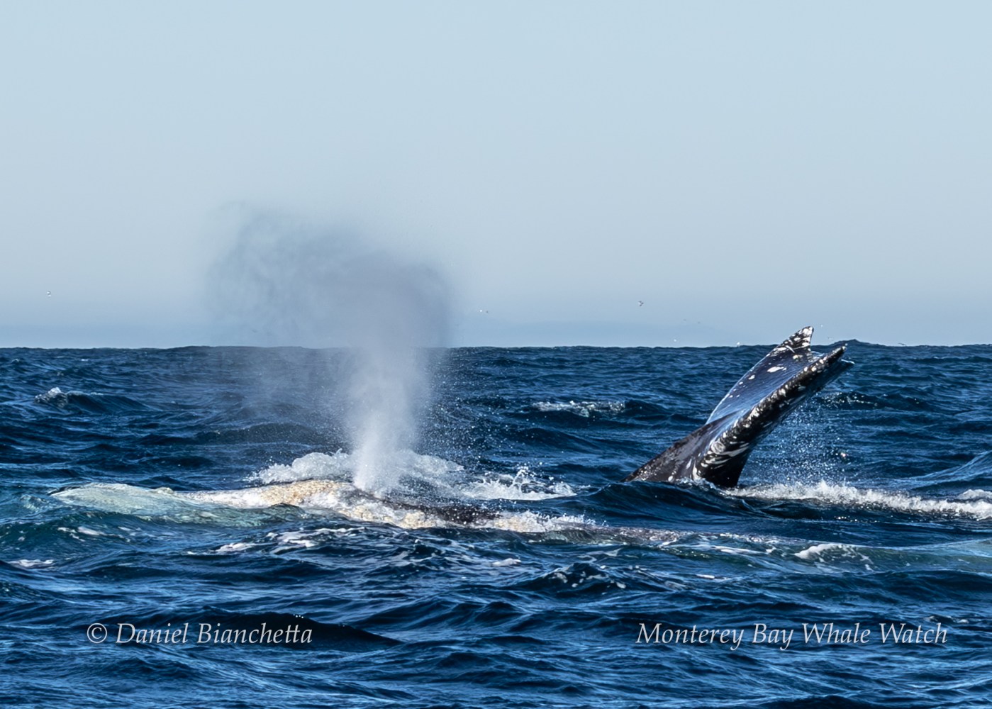 Humpback whale spouting water with flippers visible in the ocean under a clear sky.