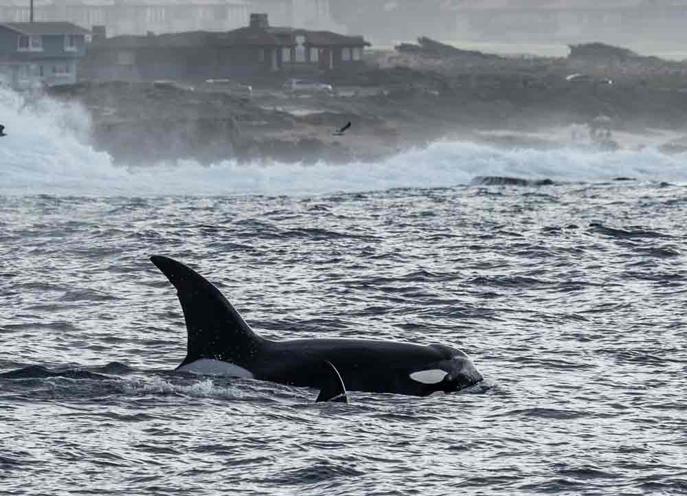 Orca swimming near rocky coast with rough waves; buildings visible in background.