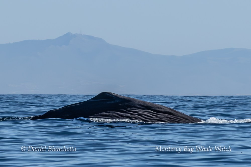 Whale surfacing in calm ocean with mountains in the background.