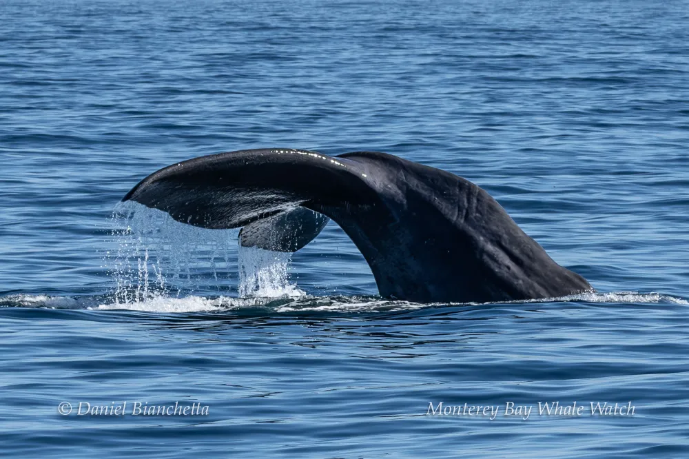 A whale's tail emerges from the ocean, creating splashes in the calm blue water.