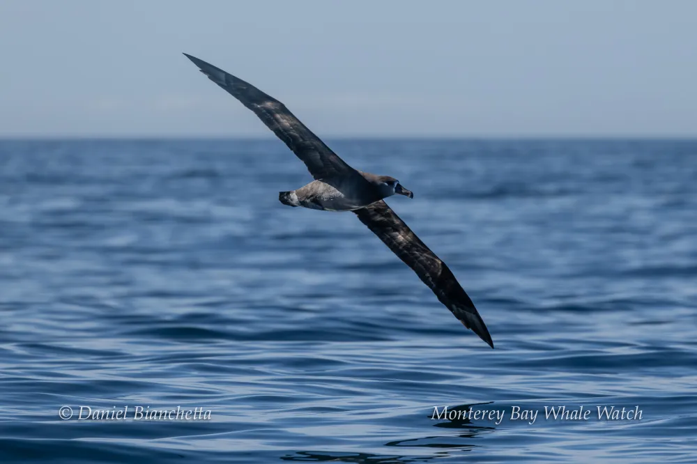 A seabird glides over a calm ocean under a clear blue sky.