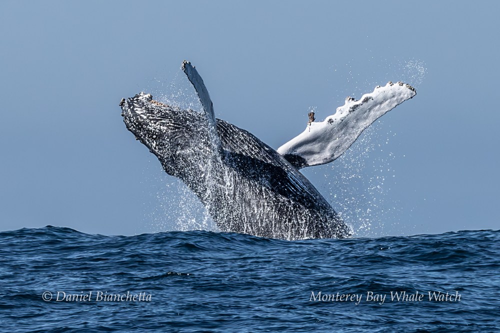 Humpback whale breaching above ocean surface with water splashes against blue sky.
