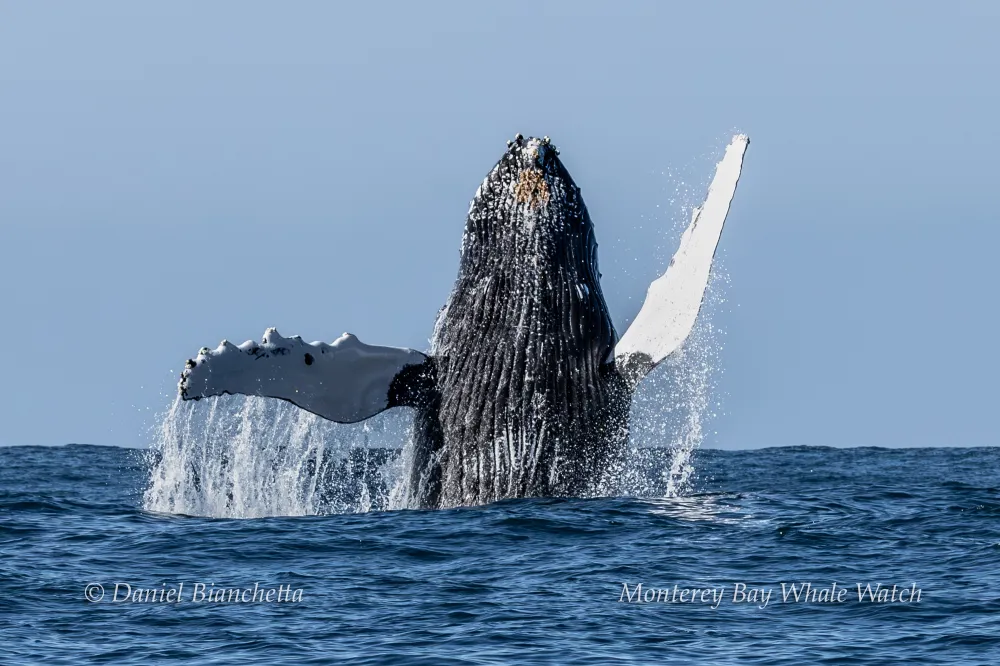 A humpback whale breaching the water with its fins outstretched.