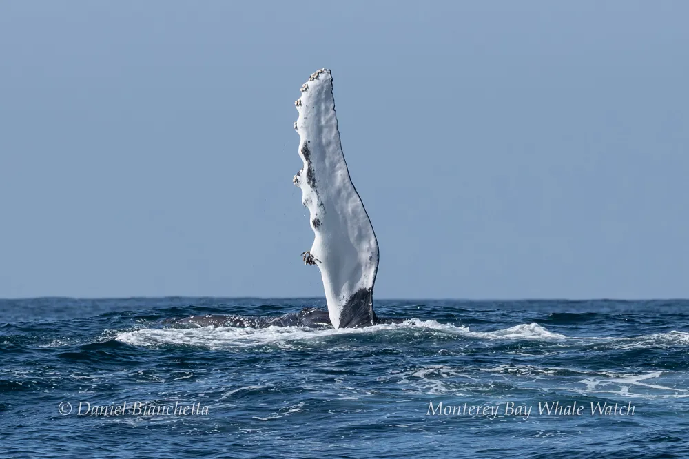 Humpback whale fin above water surface against a clear blue sky.