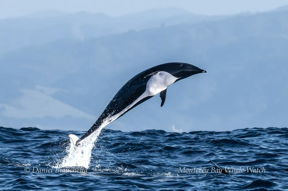 A dolphin jumping out of the water against a mountain backdrop.
