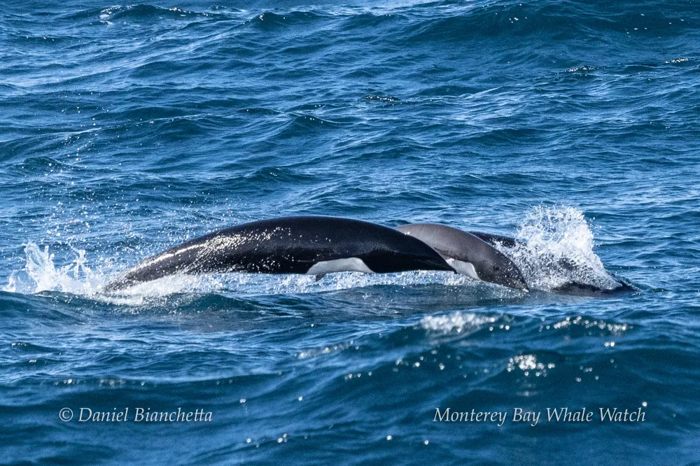 Pair of dolphins leaping through ocean waves on a sunny day.