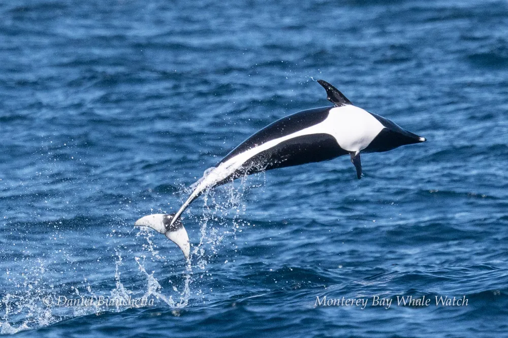 A dolphin leaping out of the water in the ocean with splashes around.