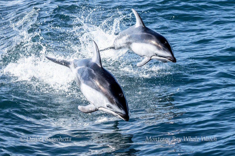 Two dolphins leaping out of the water in the ocean.