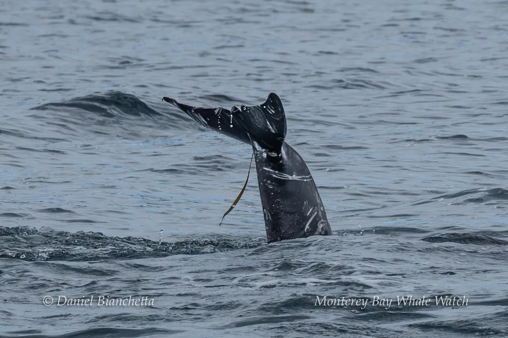 A whale's tail fin emerges from the ocean, with water droplets around it.
