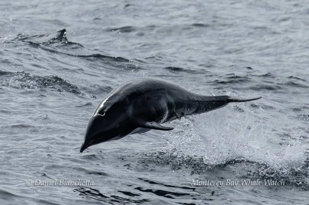 Dolphin leaping out of the water in a splash against an ocean background.