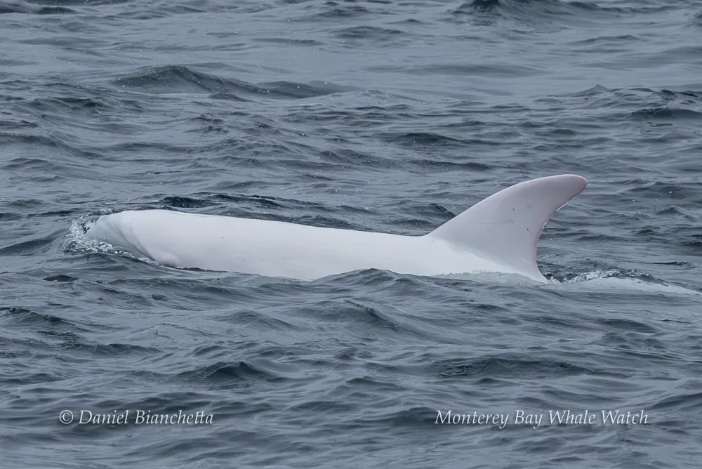 White orca swimming in ocean with visible dorsal fin.