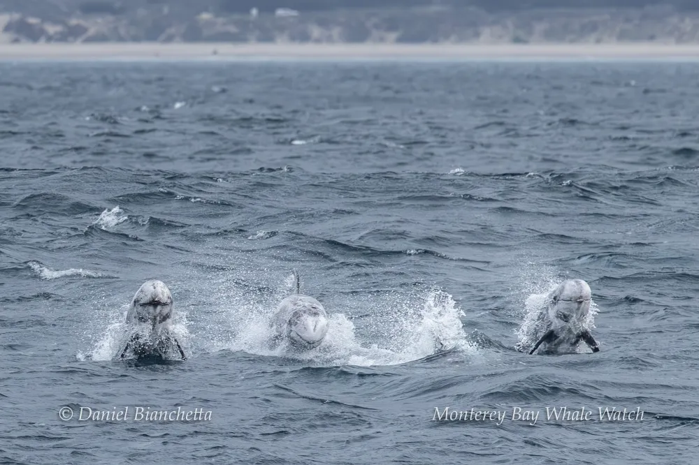 Three dolphins leaping through ocean waves with a distant shoreline in the background.
