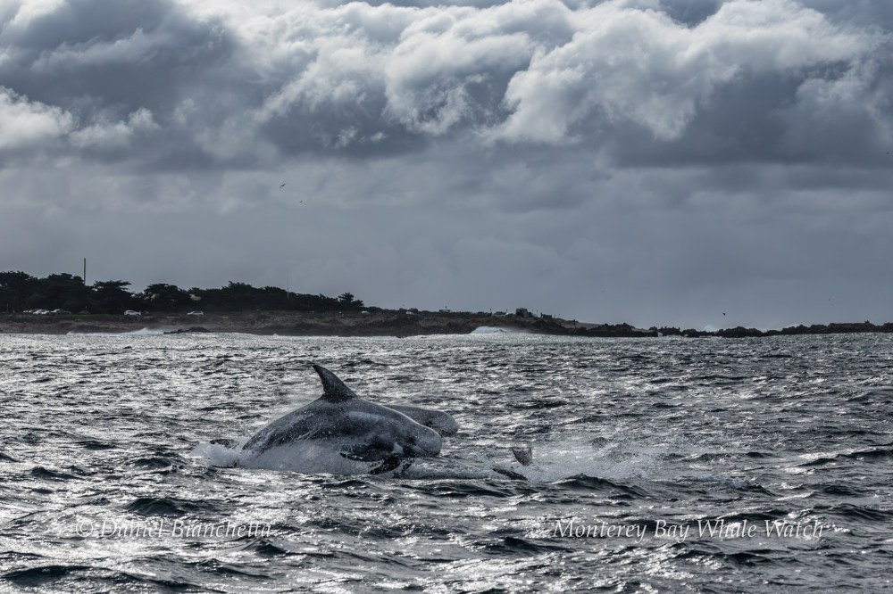 Two dolphins surfacing in a choppy sea under a cloudy sky near a distant shoreline.