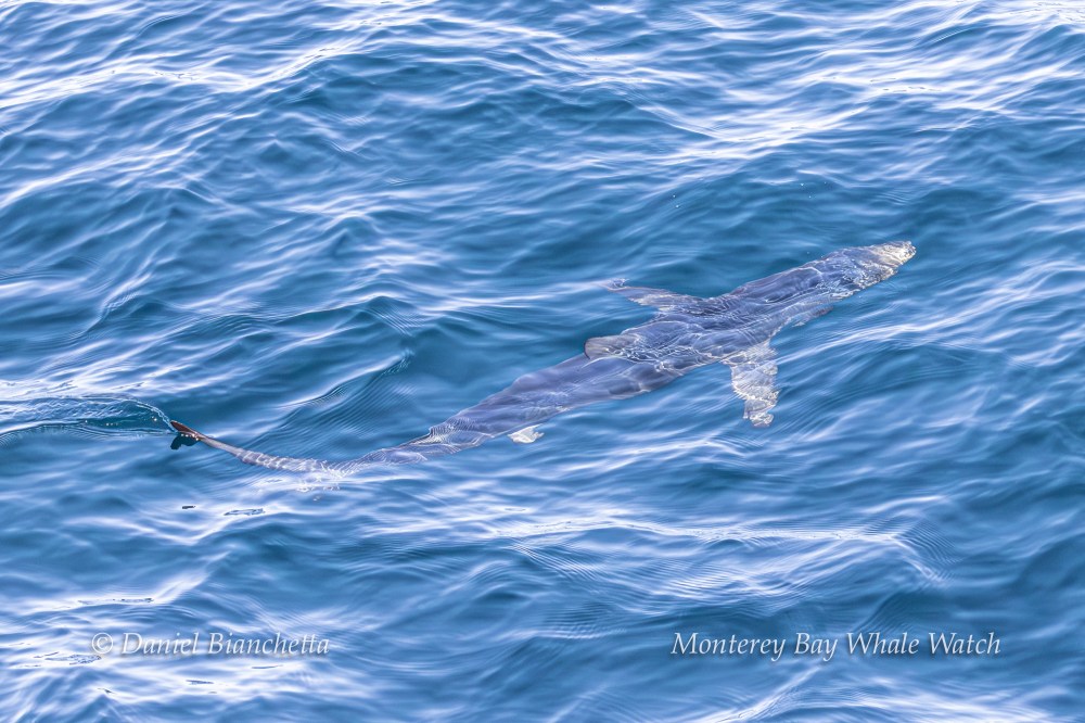 Hammerhead shark swimming just below the surface of clear blue ocean water.