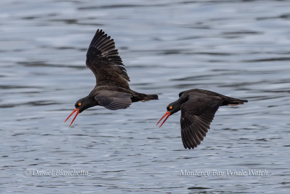 Two black oystercatchers with red beaks flying over water.