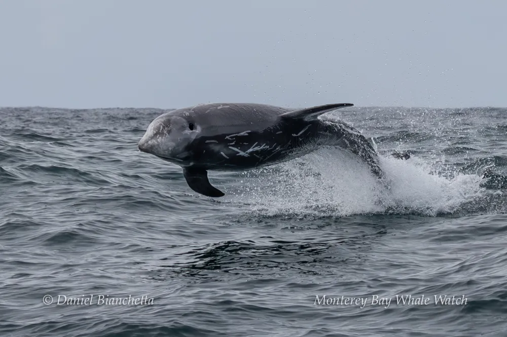 A Risso's dolphin leaping out of the water against an ocean background.