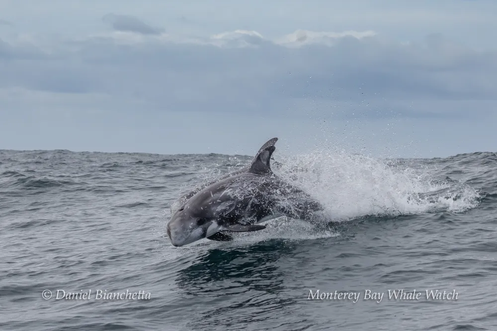 A dolphin jumping through ocean waves under a cloudy sky.