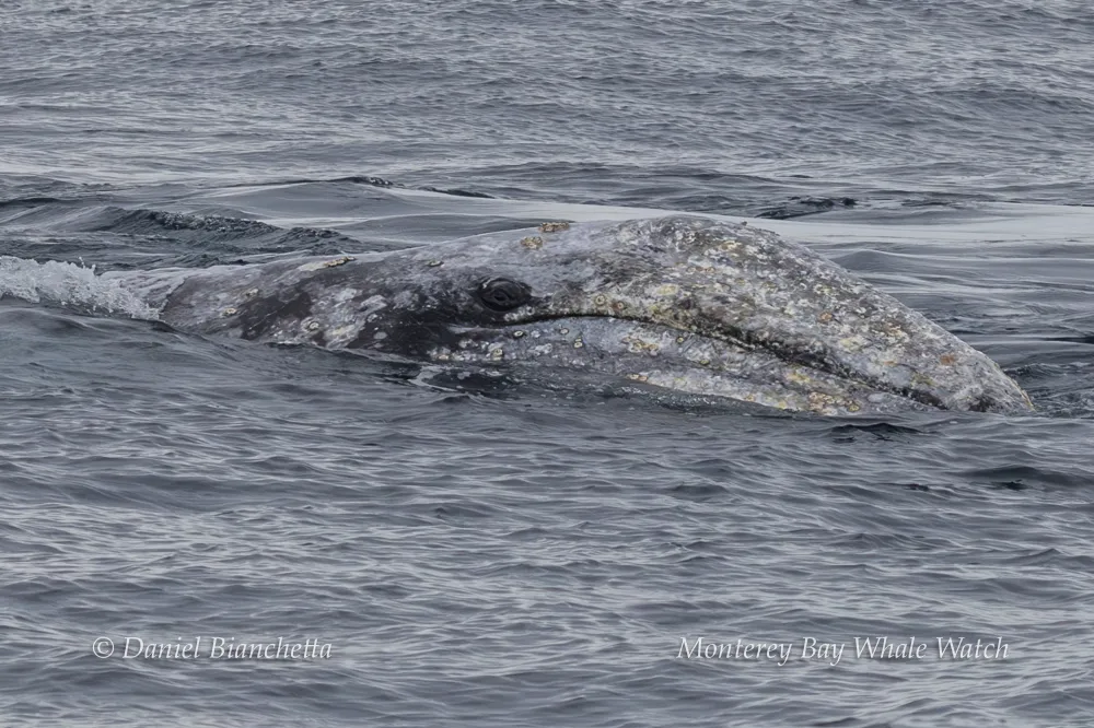 A gray whale's head partially above water with barnacles visible on its skin.