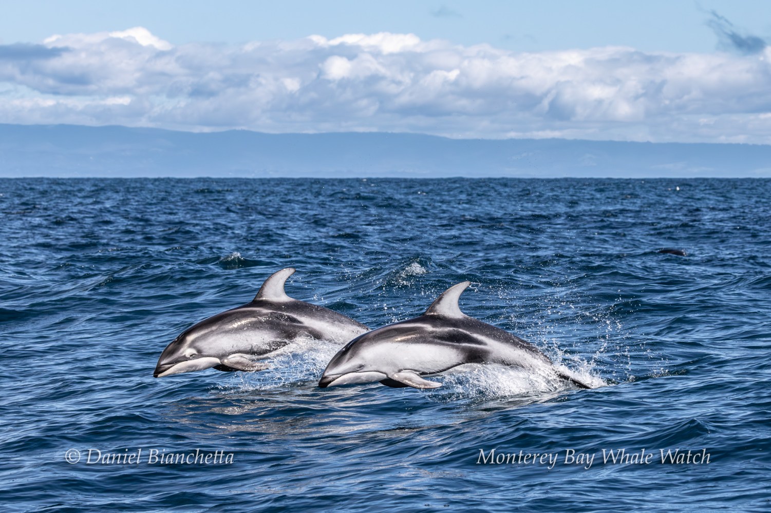 Two dolphins leaping out of the ocean with a cloudy sky in the background.