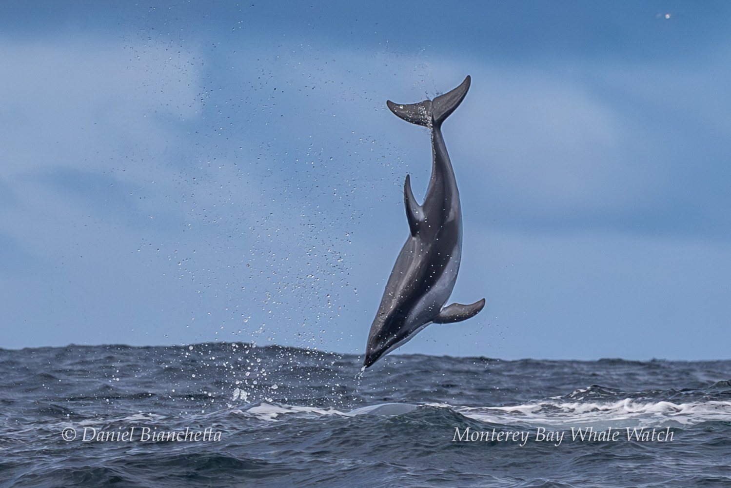 Dolphin leaping out of the ocean against a clear blue sky.