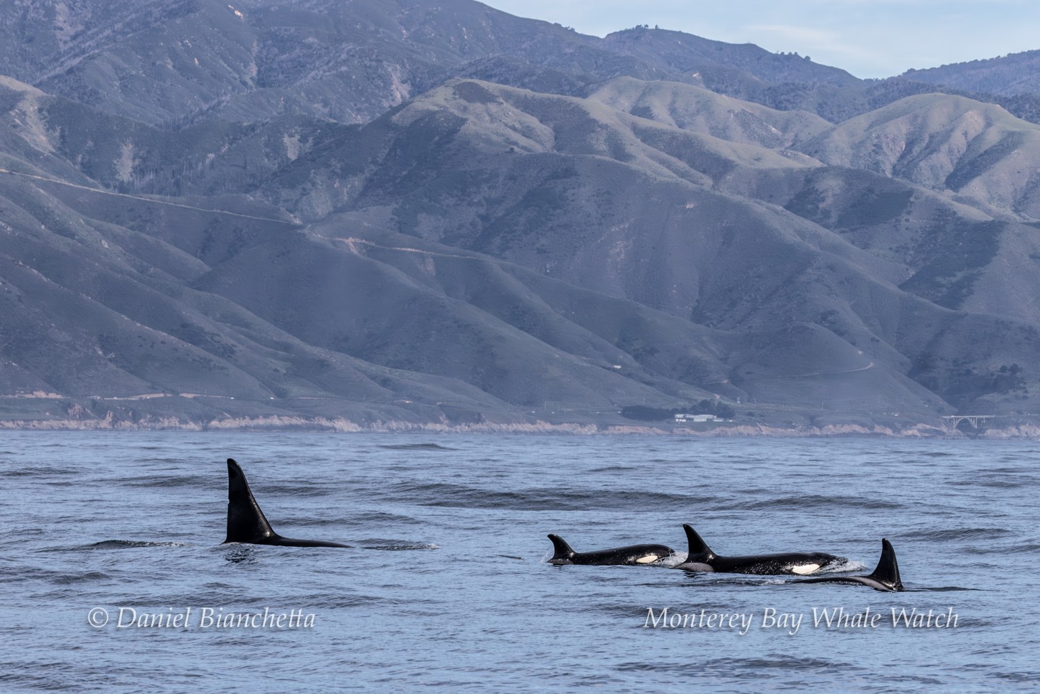 Three orcas swimming near the surface with mountainous coast in the background.