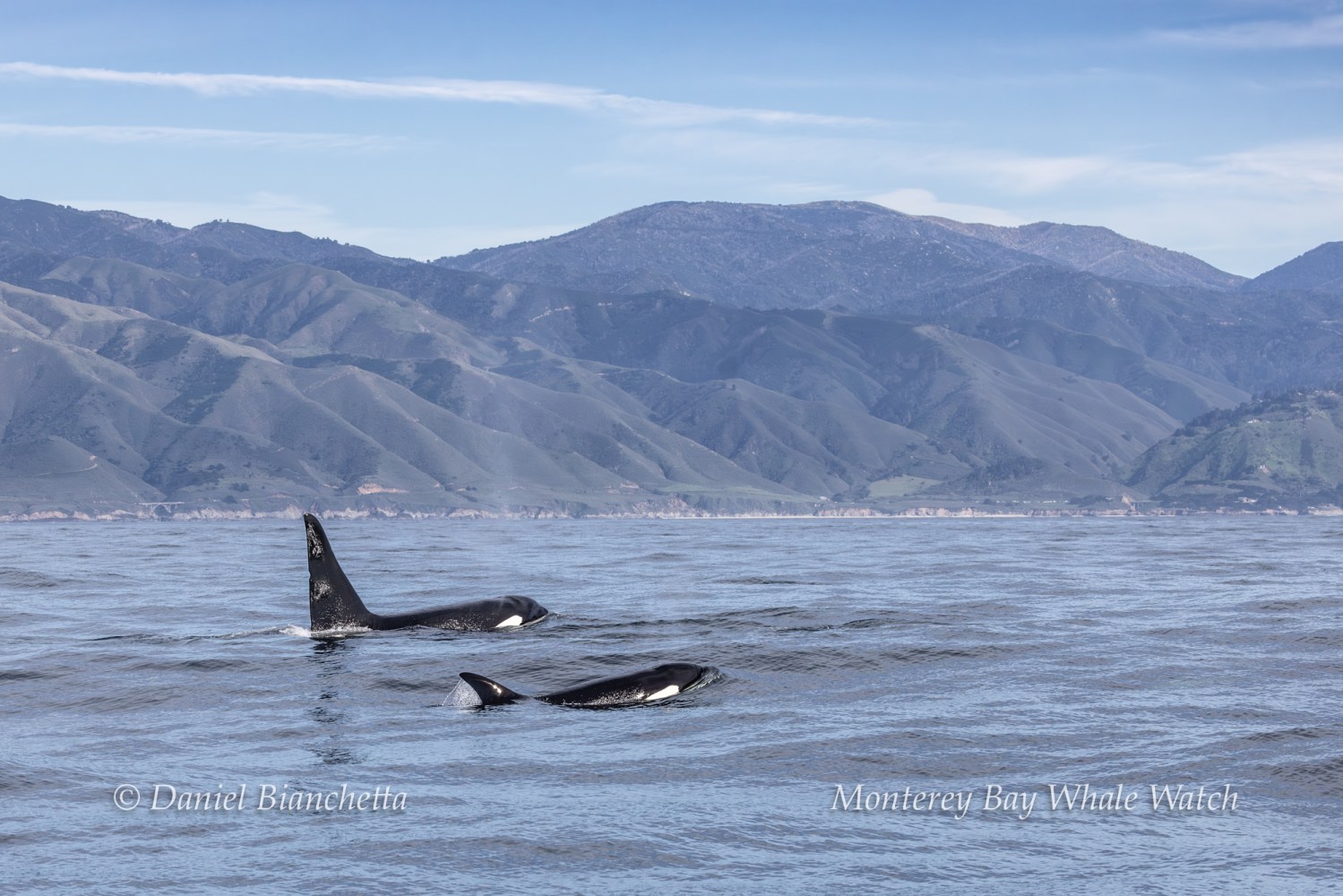 Two orcas swimming in Monterey Bay with mountains in the background under a clear sky.