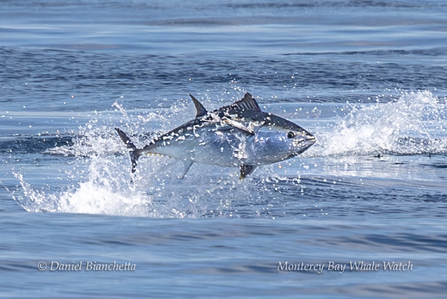 A large fish leaps out of the ocean, water splashing around it.