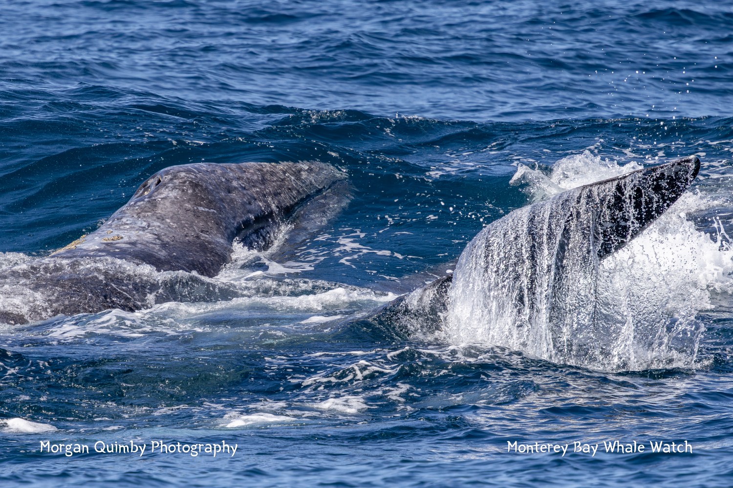 Whale tail draped in water above ocean waves.