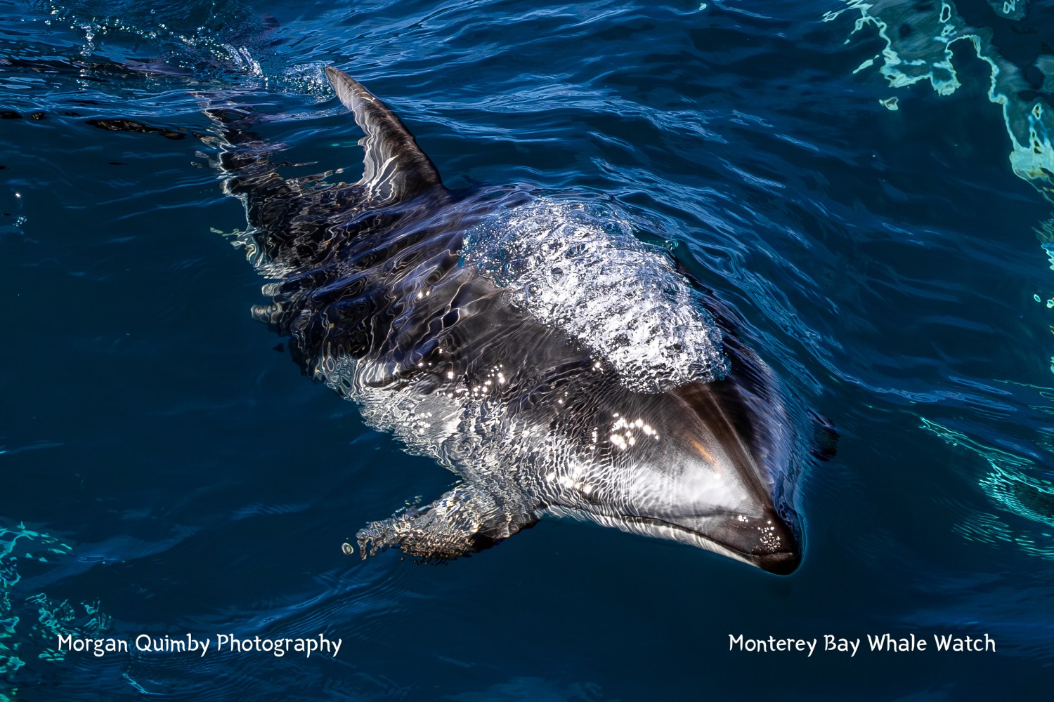 Dolphin swimming underwater with bubbles on its back in clear blue ocean.