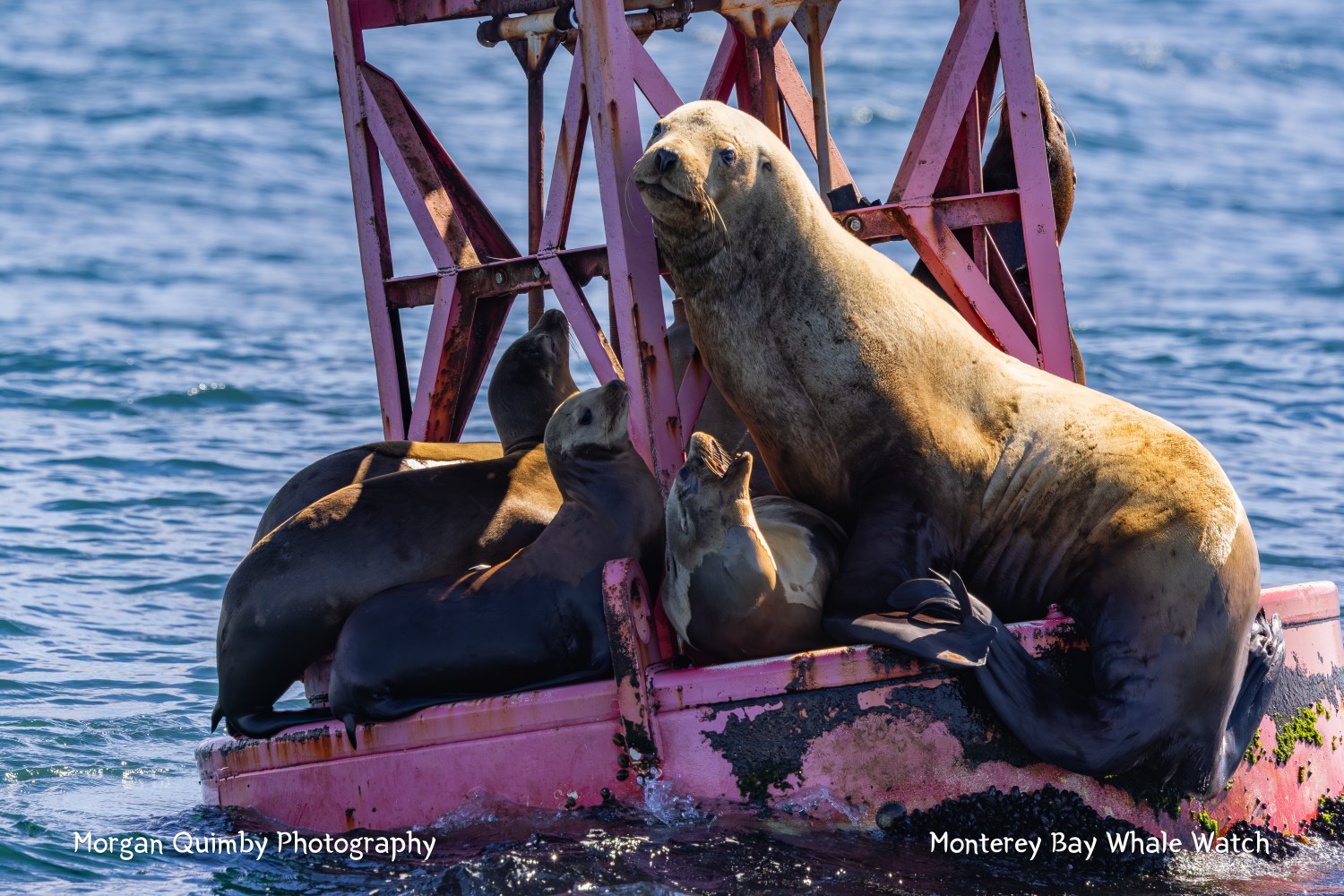 Sea lions resting on a pink buoy in the ocean.