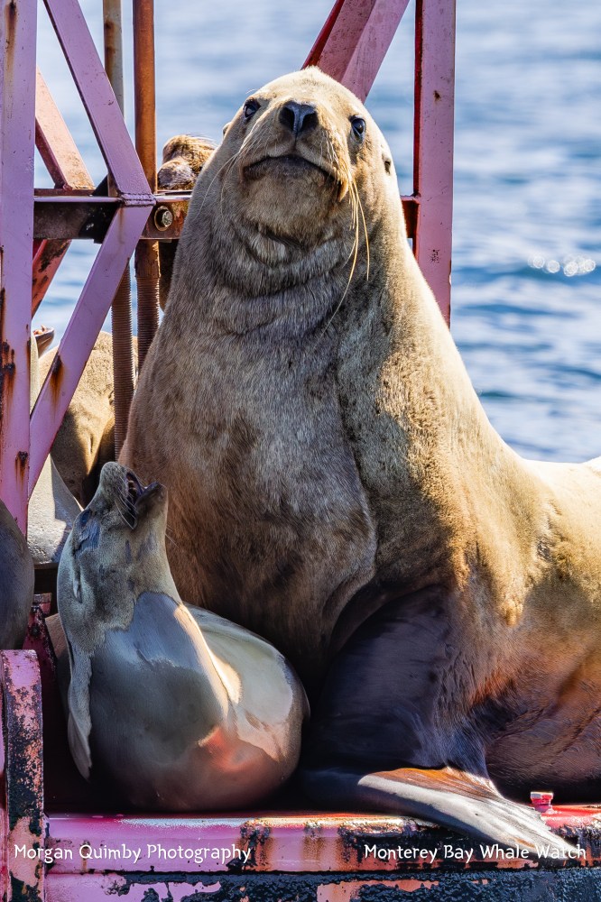 Two sea lions resting on a metal structure by the ocean.