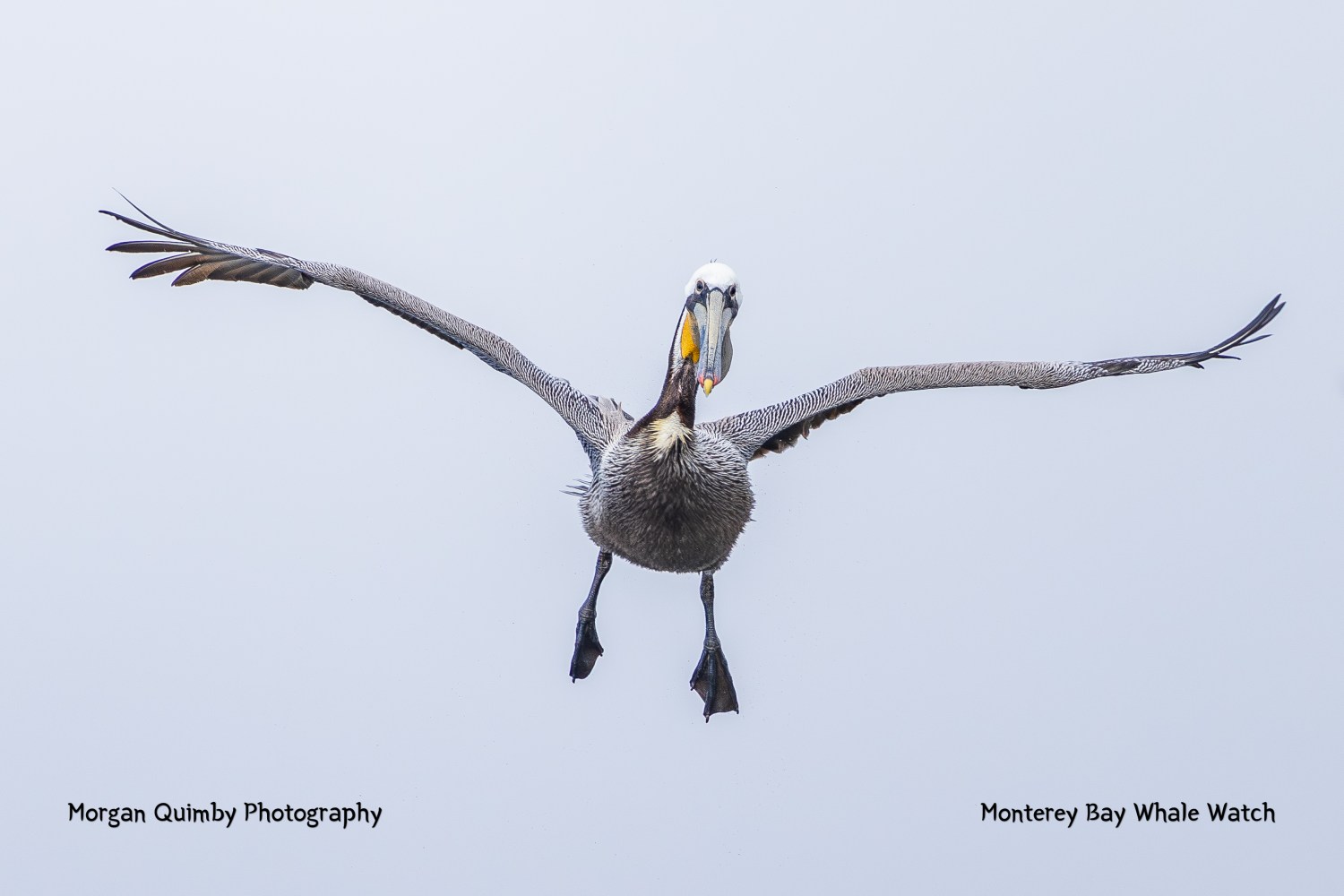 Pelican in flight with wings spread wide against a clear sky.
