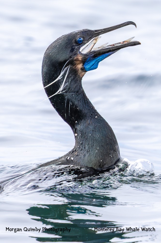 Close-up of a black bird with a bright blue throat and pointed beak above water.