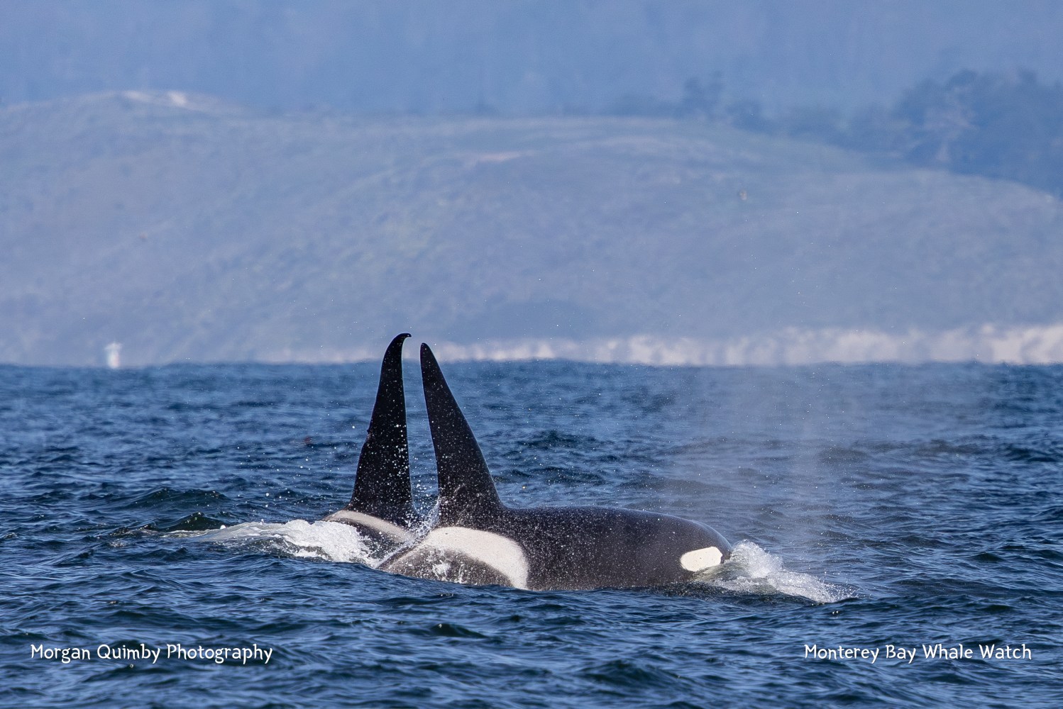 Two orcas with dorsal fins above water in the ocean near a distant hilly shore.
