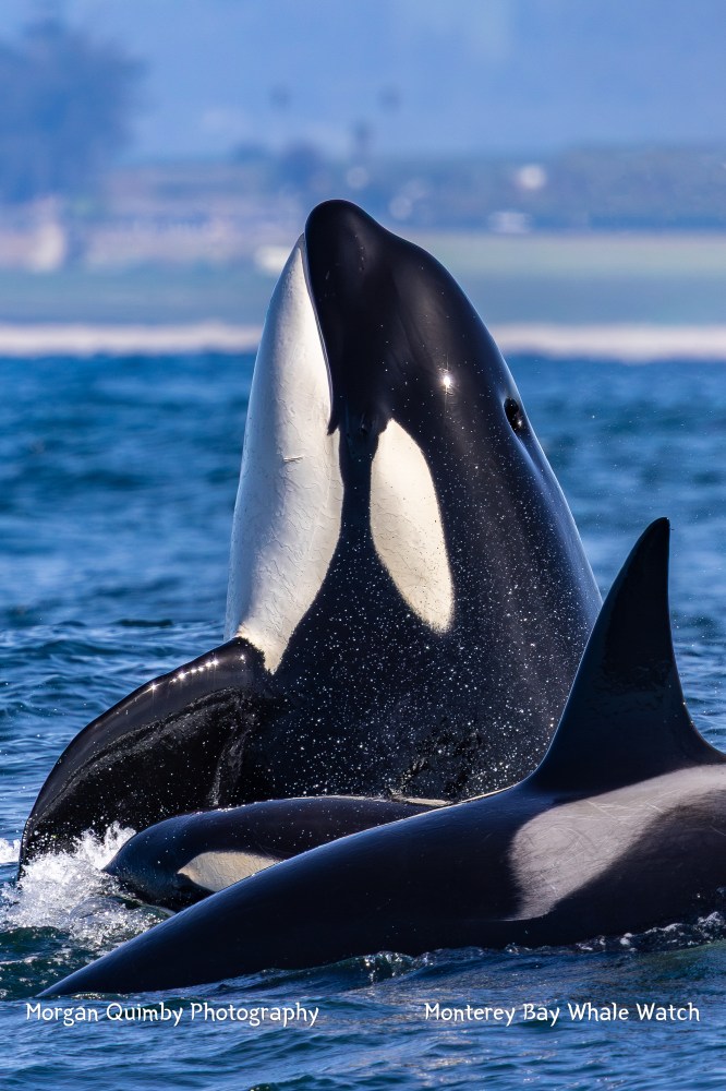Orcas breaching in the ocean with blurred shoreline in the background.