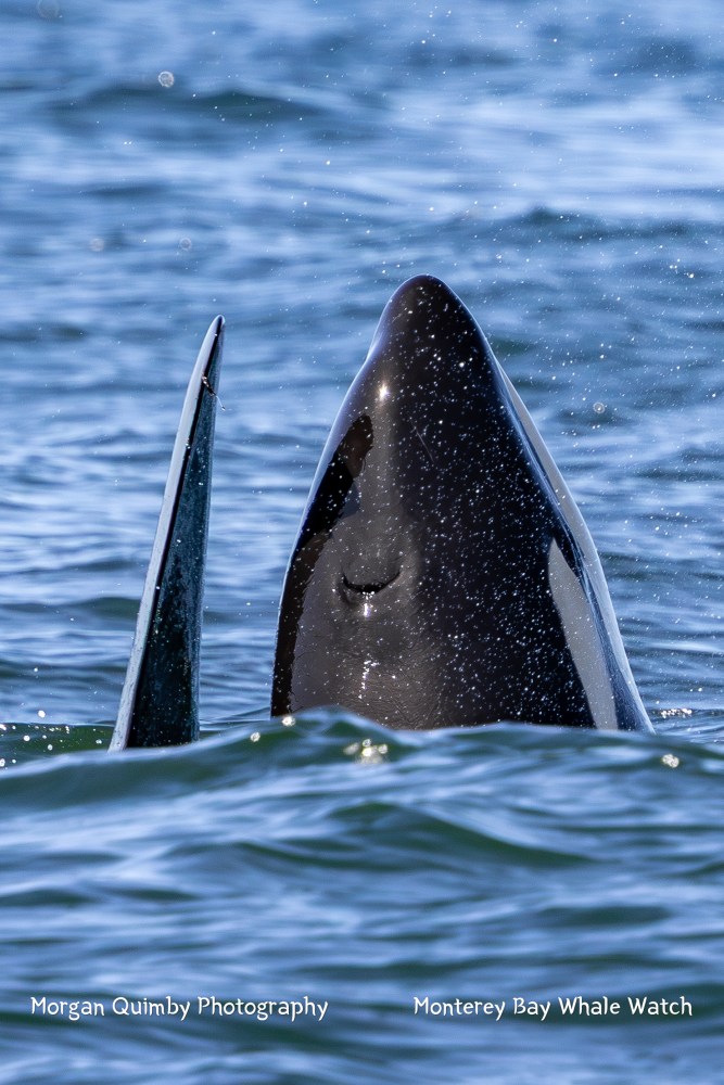 Orca partially emerging from the ocean, showing its fin and head.