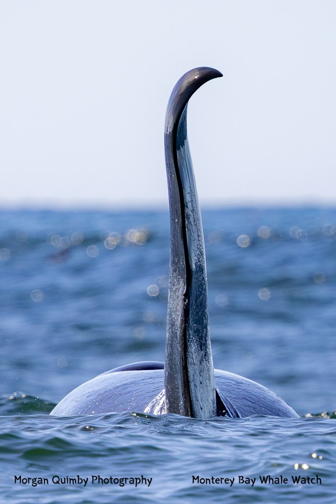 Orca dorsal fin slicing through water, vertical view with ocean background.