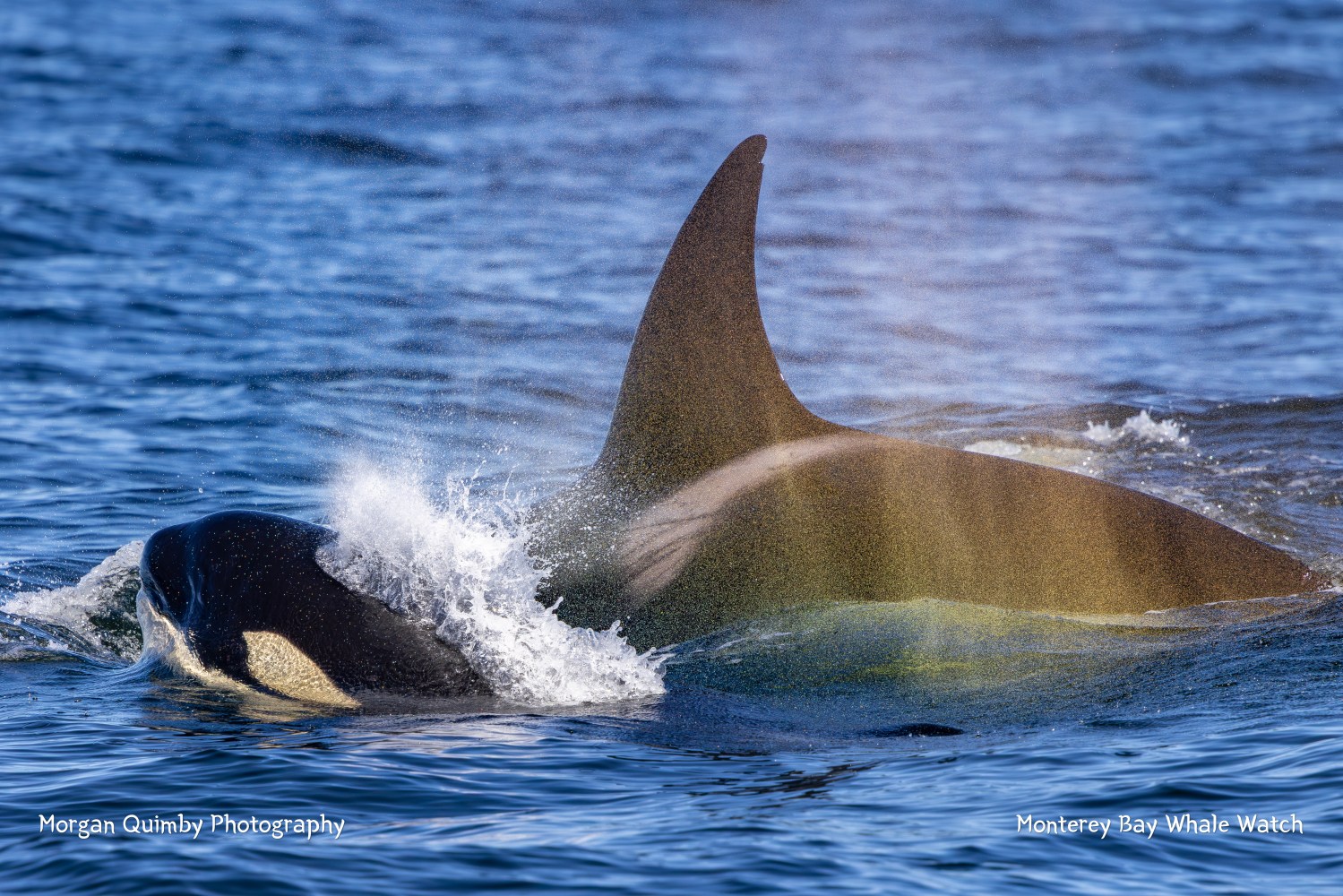 Two orcas swimming on the ocean surface, one partially submerged with dorsal fin visible.