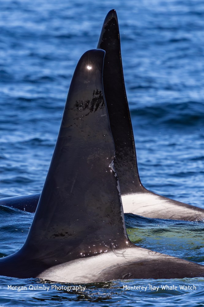 Two orca dorsal fins above ocean surface with sunlight reflections.