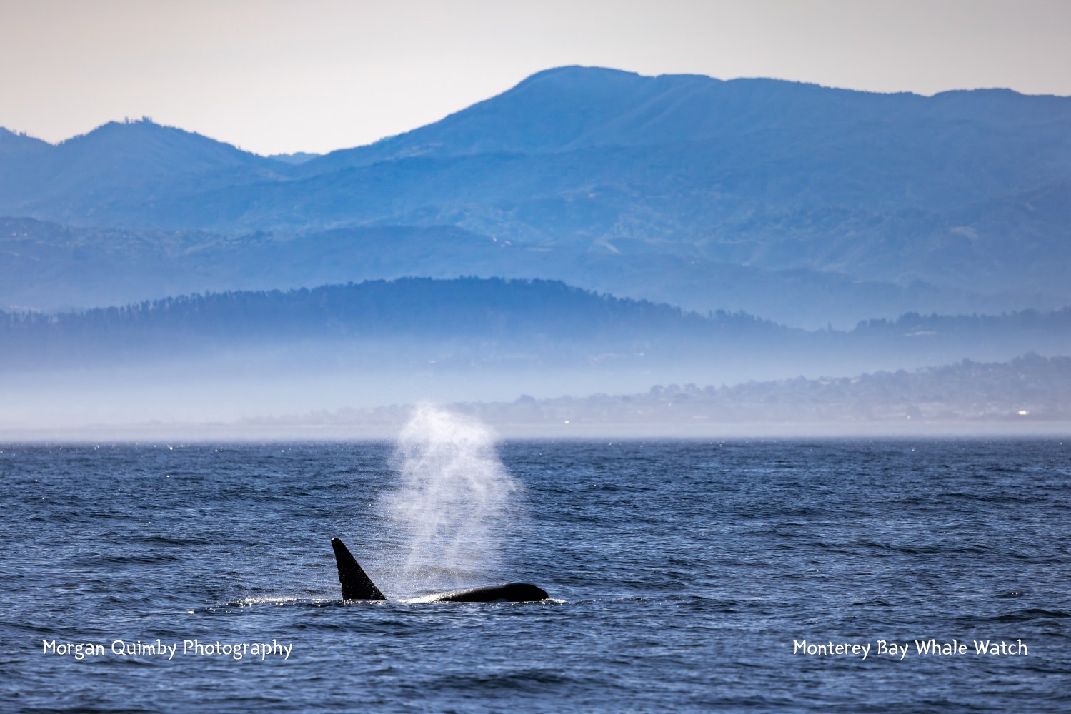 Orca surfacing with mist near mountains under a clear sky.