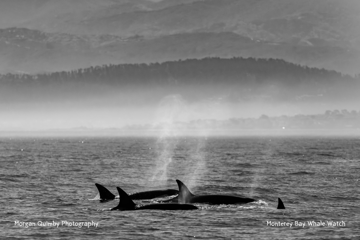 Black and white image of four orcas surfacing with misty hills in the background.