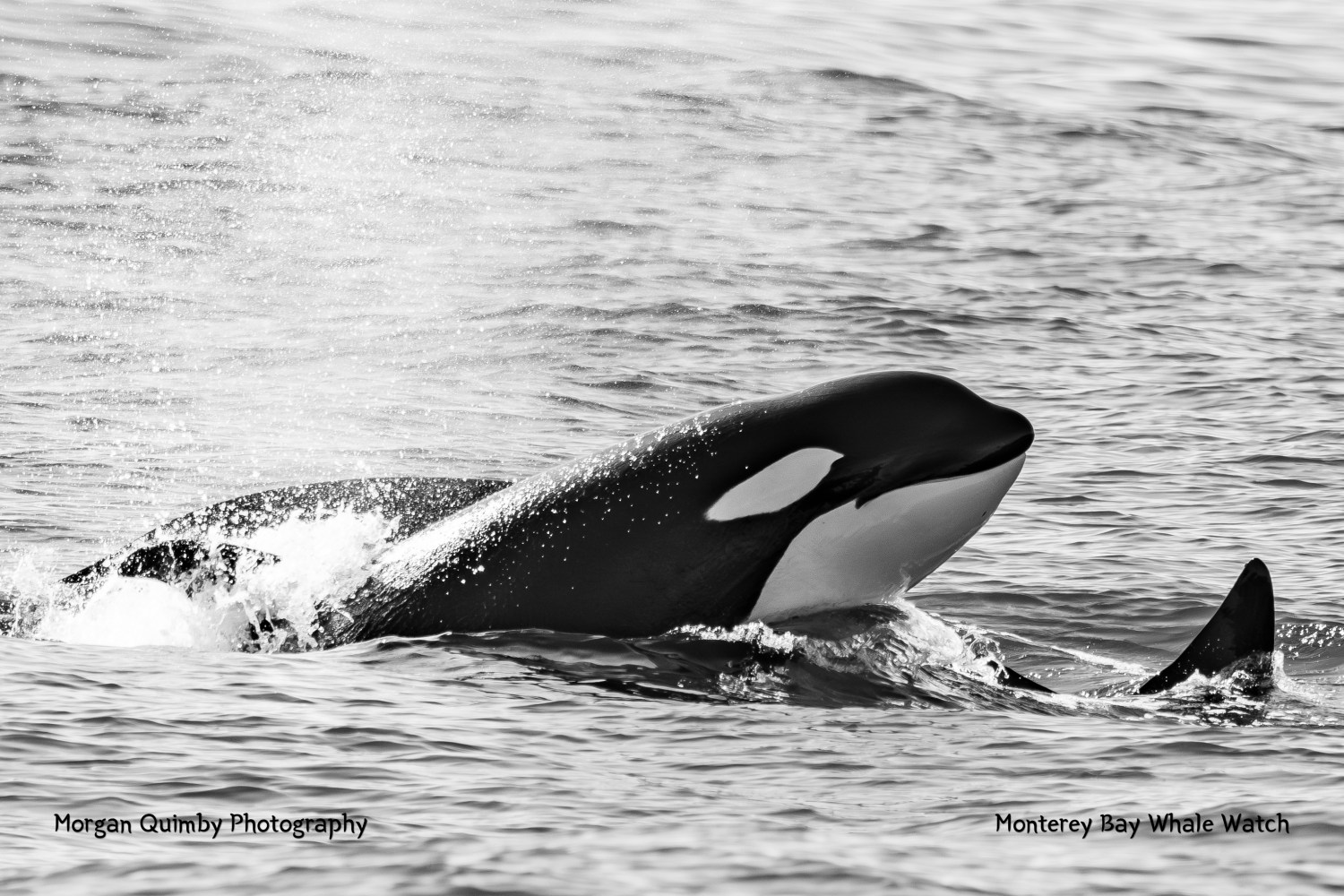 Black and white photo of an orca swimming at the ocean surface.