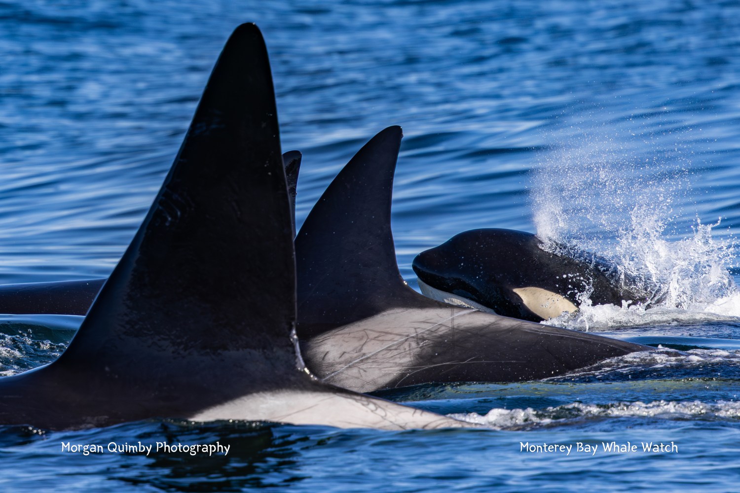 Orcas swimming in ocean, showing dorsal fins and splashing water.