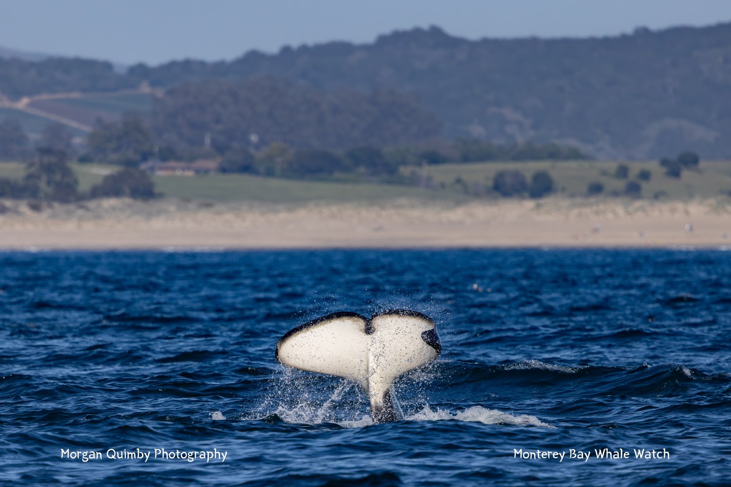 Whale tail splashing in ocean with distant hills and beach.