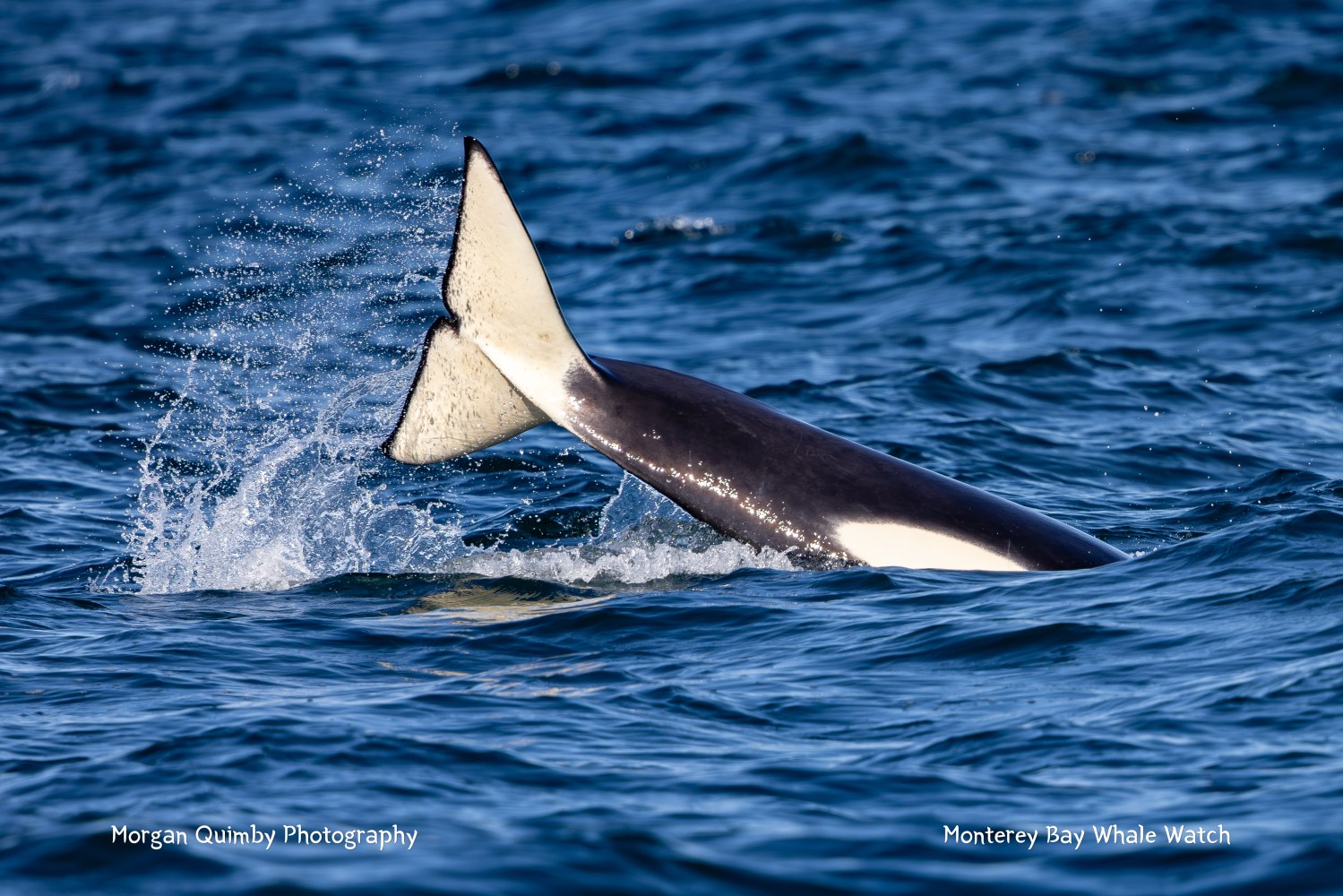 Orca tail emerging from ocean water, splashing.